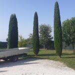 Alberi a potatura terminata